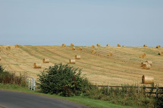 fields